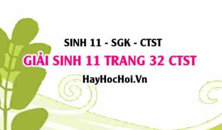 Giải Sinh 11 trang 32 Chân trời sáng tạo SGK